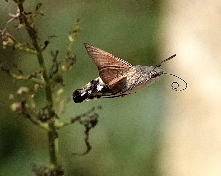 hummingbird hawkmoth